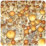 Псилоцибиновые (галлюциногенные)  грибы Psilocybin "Golden Teacher" в Чудово