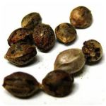 Семена марихуаны АК-47  (Seeds AK-47) в Чудово
